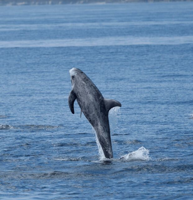Lanzarote: Sea Safari Experience - How the Search Works: Skipper, Marine Expert, and Cetacean Listening