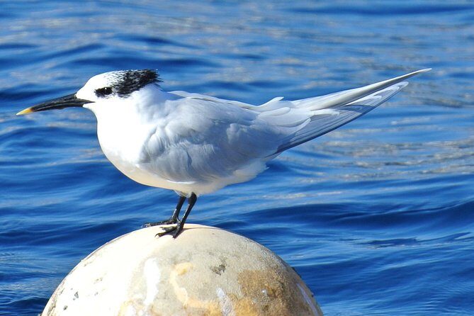 Lanzarote Sea Safari from Puerto calero - Finding Sea Safaris Lanzarote at Calle Pantalanes (and why it matters)