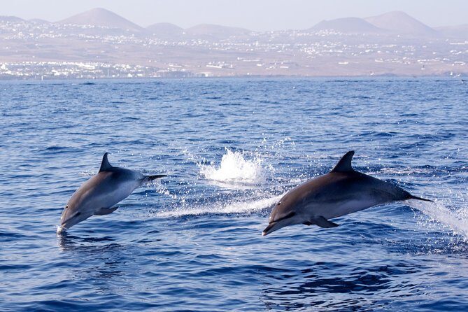 Lanzarote Sea Safari from Puerto calero - Waterproof Jackets, Coffee/Tea, and the Crew Vibe