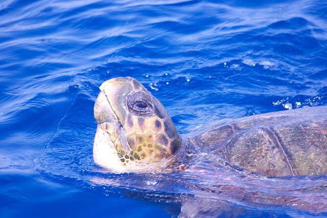 Lanzarote Sea Safari from Puerto calero - Timing and Duration: How a 3-Hour Trip Fits Your Lanzarote Day