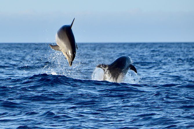 Lanzarote Sea Safari from Puerto calero - Who This Sea Safari Is Best For (and who should skip)