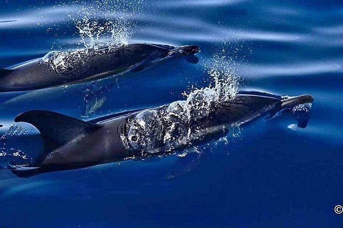 Lanzarote Sea Safari from Puerto calero - FAQ