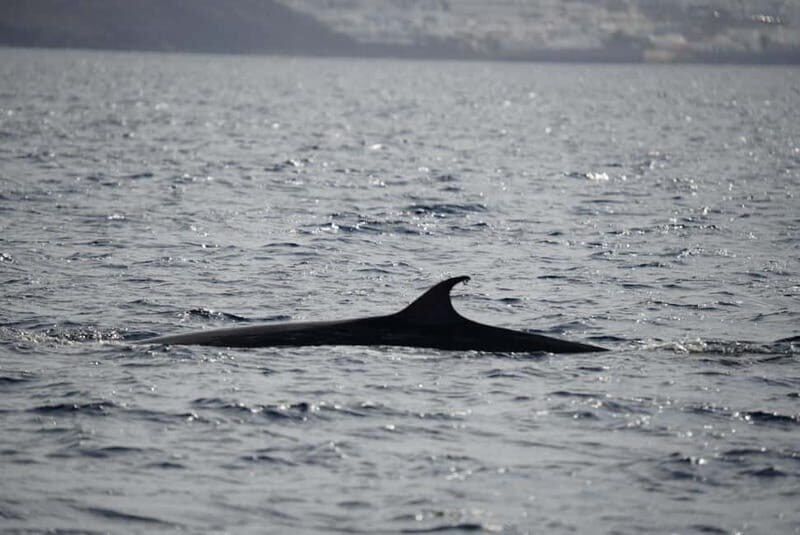 Lanzarote Sunset Experience with dolphin spotting - Dolphin spotting in Lanzarote: what you’re actually watching for