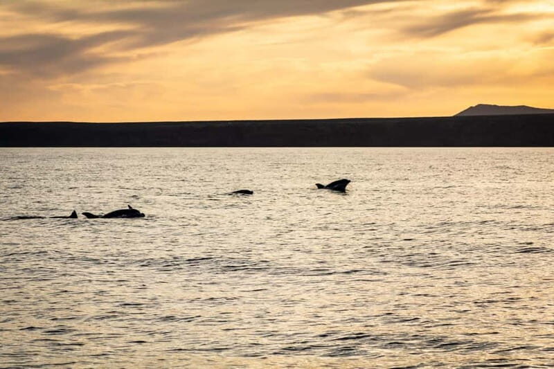 Lanzarote Sunset Experience with dolphin spotting - Crew and group vibe: what the onboard atmosphere feels like