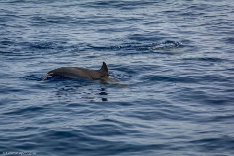 Lanzarote Sunset Experience with dolphin spotting - Price and value: is $88 worth it?