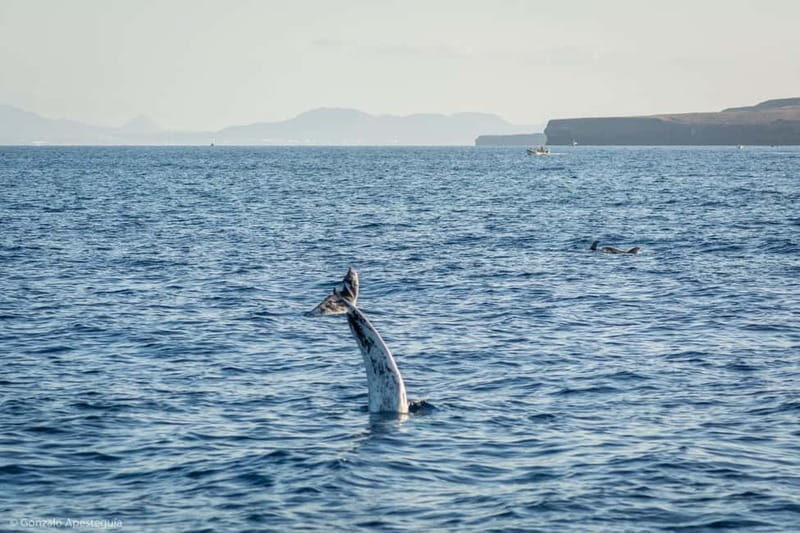 Lanzarote Sunset Experience with dolphin spotting - Who this Lanzarote sunset dolphin cruise is best for