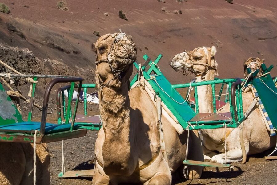 Lanzarote: Timanfaya National Park Volcanic Craters Tour - Inside Timanfaya: what the official guided route feels like