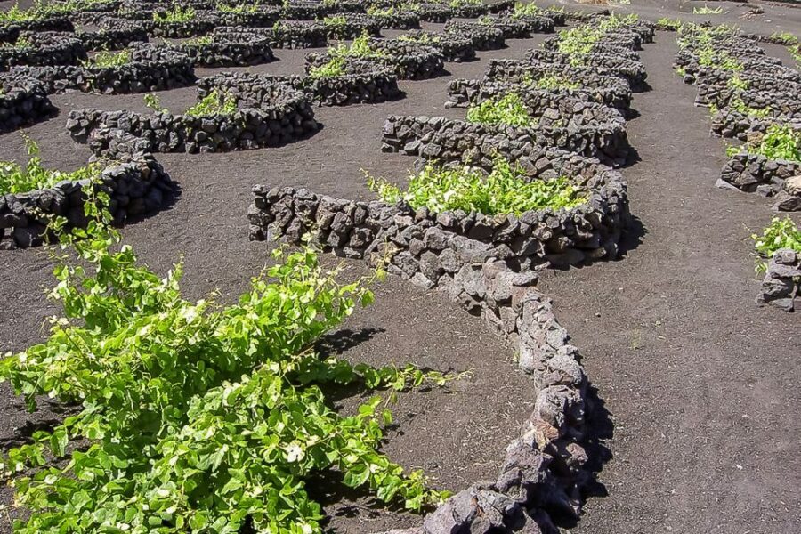 Lanzarote: Timanfaya National Park Volcanic Craters Tour - Comfort, language, and group feel