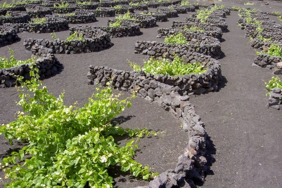 Lanzarote: Timanfaya Park and Jameos del Agua Full-Day Tour - Timing, Pickup Stops, and How to Plan Your Day