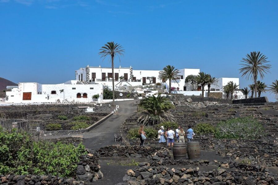 Lanzarote: Vineyard Tour with Wine and Chocolate Tasting - The tasting: organic wines from Essence of Yaiza plus chocolate bonbons