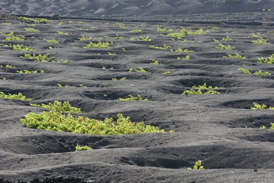 Lanzarote: Vineyard Tour with Wine and Chocolate Tasting - Should you book this Lanzarote wine and chocolate tour?