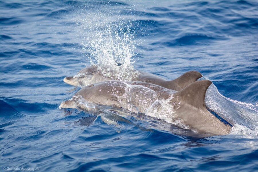 Lanzarote: Whale and Dolphin Watching Eco-Friendly Catamaran - Electric propulsion: the secret to a more animal-friendly sail
