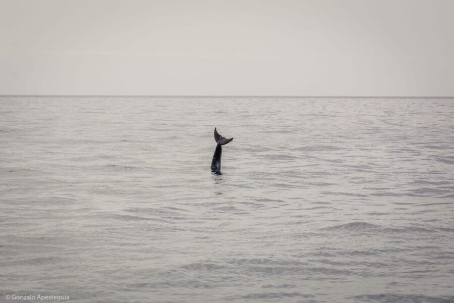 Lanzarote: Whale and Dolphin Watching Eco-Friendly Catamaran - Where the cruise starts: Puerto Calero Dock F22