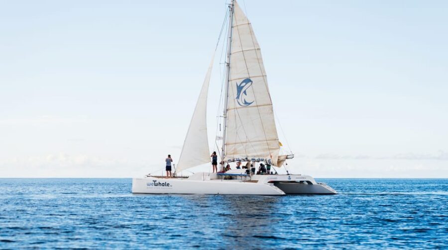Lanzarote: Whale and Dolphin Watching Eco-Friendly Catamaran - Wildlife etiquette: how the crew keeps it respectful