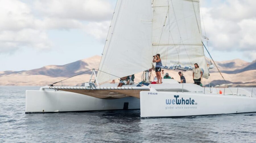 Lanzarote: Whale and Dolphin Watching Eco-Friendly Catamaran - The “watch + listen” format with the hydrophone