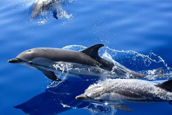 Lobos Island - The dolphin route - From Puerto del Carmen to Isla de Lobos: A 5-Hour Nature Day With a Real Mission