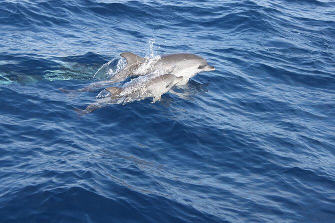 Lobos Island - The dolphin route - Isla de Lobos Time: Beaches, Volcanic Walking, and Independent Exploration