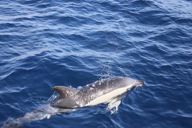 Lobos Island - The dolphin route - Getting There: Pickup Times and How to Plan Your Morning