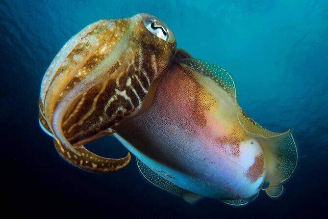 Make a private Try Dive, for your first Scuba experience! - Timing at 1:00 pm and how the 2-hour window works