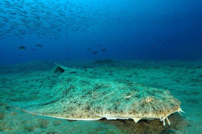 Make a private Try Dive, for your first Scuba experience! - English instruction and your learning experience