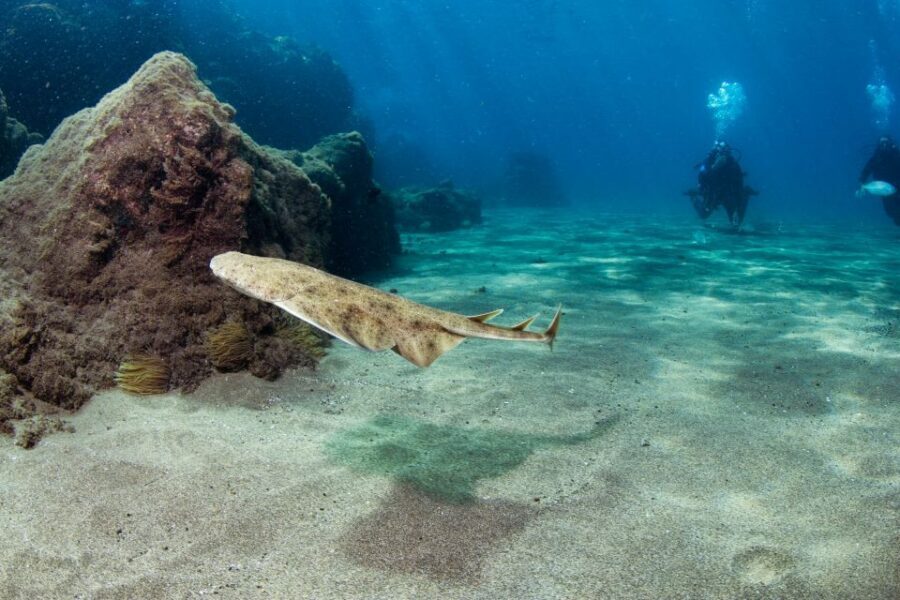 Museo Atlantico: Diving Class for Non-Certified Divers - The 6-hour flow around Lanzarote: from Atlantis base to Playa Blanca