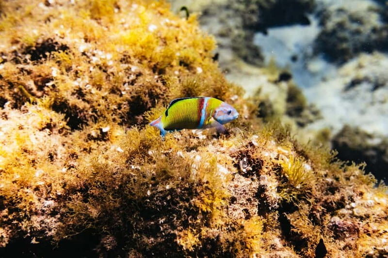 Museo Atlántico: Scuba Dive Lesson for Non-Certified Divers - Who should book this Museo Atlántico scuba lesson (and who shouldn’t)