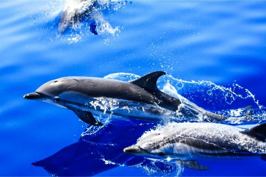 Puerto del Carmen: Dolphin-Watching Speedboat Tour with Swim - Entering Puerto del Carmen by sea: what the Biosfera Jet ride feels like