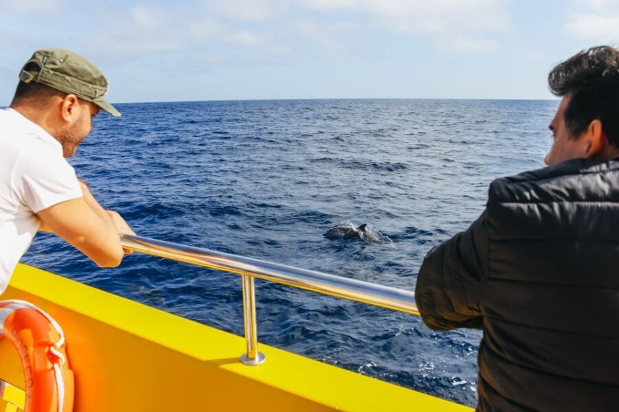Puerto del Carmen: Dolphin-Watching Speedboat Tour with Swim - The swim stop in the open Atlantic: what you’ll do and how to stay safe