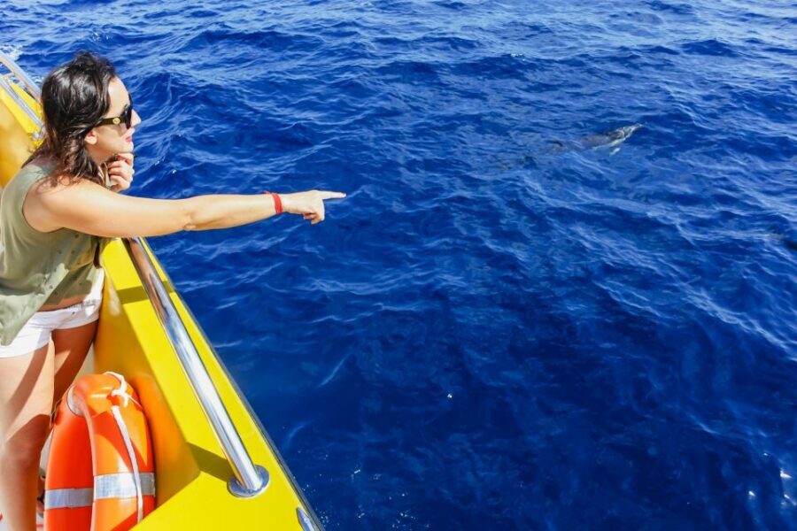 Puerto del Carmen: Dolphin-Watching Speedboat Tour with Swim - Crew energy and how they make it work for kids and first-timers