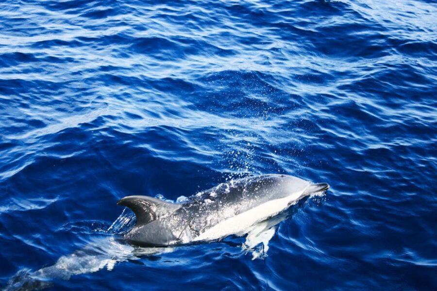 Puerto del Carmen: Dolphin-Watching Speedboat Tour with Swim - Weather, seasickness, and packing for a fast boat swim