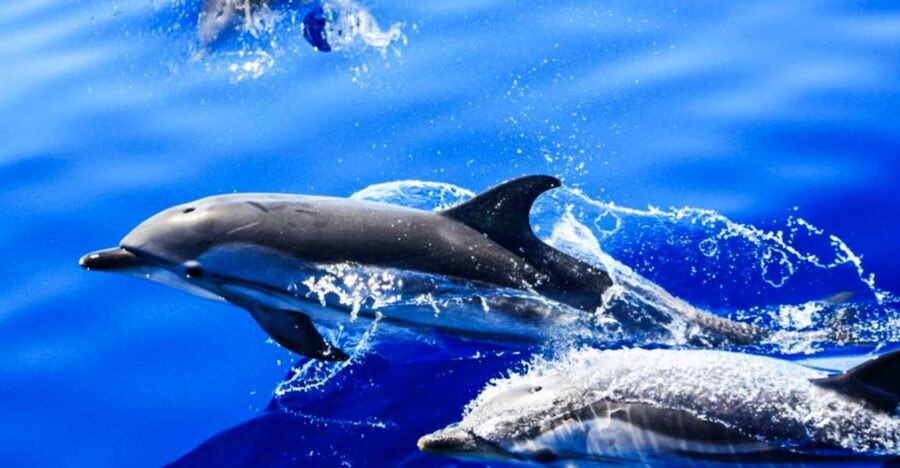 Puerto del Carmen: Dolphin-Watching Speedboat Tour with Swim - The cruise along Lanzarote’s southeast coast: views you get even if wildlife is quiet