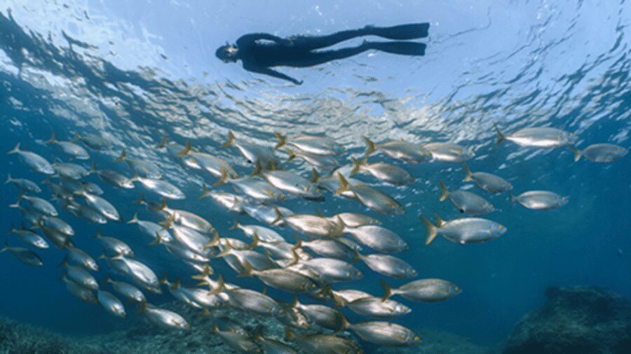 Puerto del Carmen: Snokel tour with an instructor - Playa Chica meet-up: finding Atlantis and getting ready fast