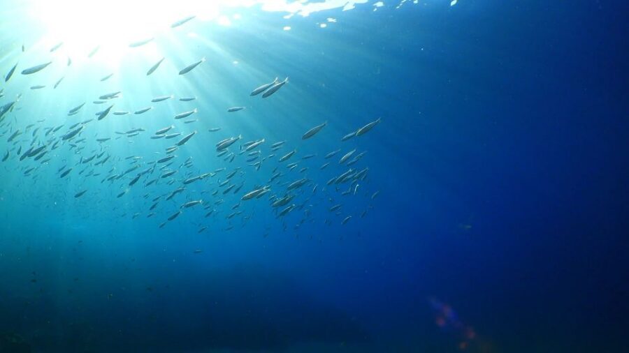 Puerto del Carmen: Snorkeling Trip with Dive Instructor - Key things that make this snorkeling trip work