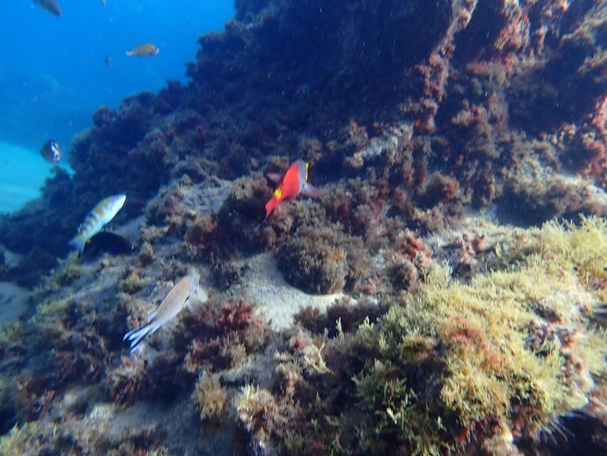 Puerto del Carmen: Snorkeling Trip with Dive Instructor - What you’ll see: fish spotting tips from the guides
