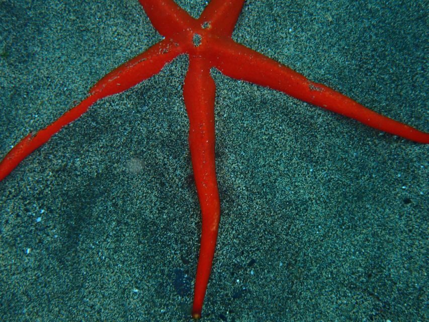 Puerto del Carmen: Snorkeling Trip with Dive Instructor - Price value: what $65 includes (and what it doesn’t)
