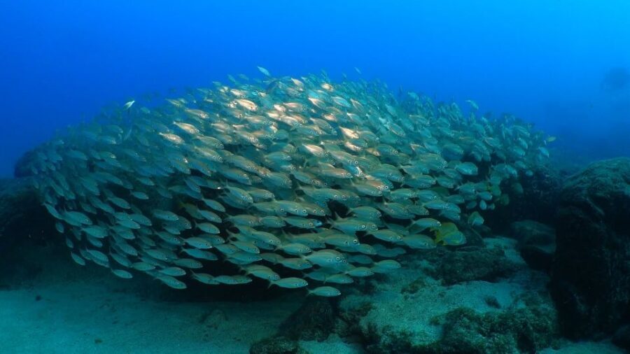 Puerto del Carmen: Snorkeling Trip with Dive Instructor - Safety rules that matter in real life