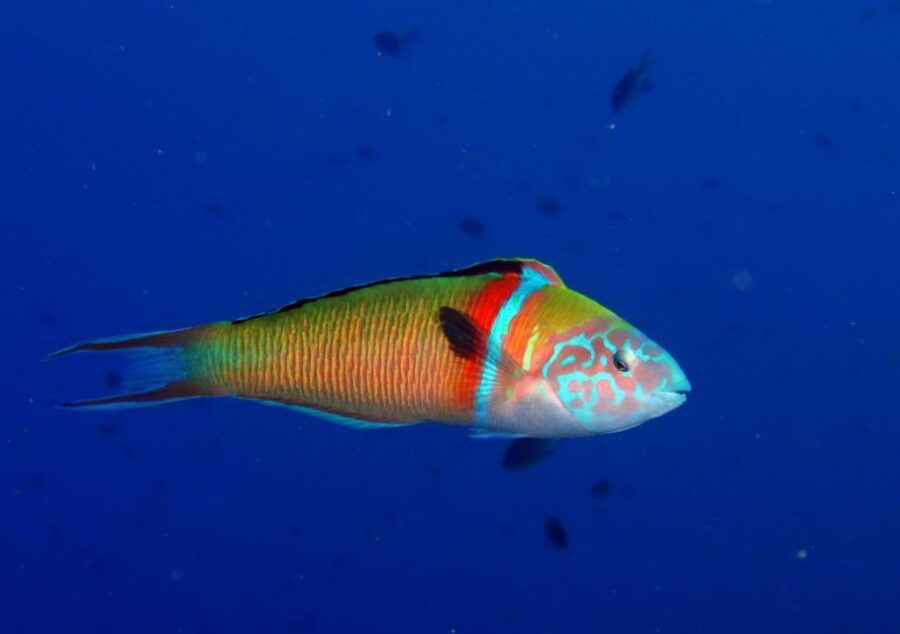 Puerto del Carmen: Try Scuba Diving with 1 Dive - Planning tips: forms, language, and flying timing