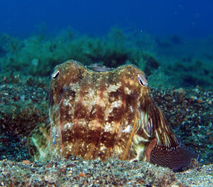 Puerto del Carmen: Try Scuba Diving with 1 Dive - SSI-led training: safety, breathing, and underwater communication