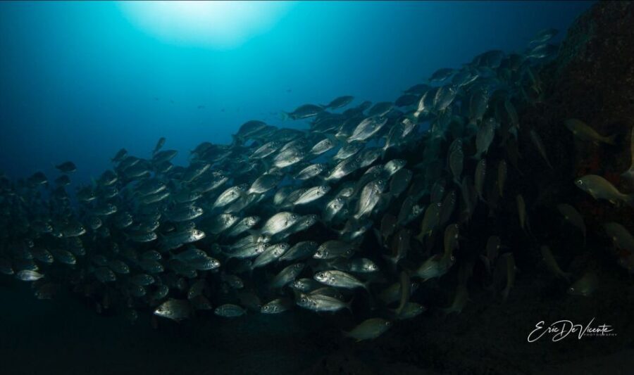 Puerto Del Carmen: Try Scuba Diving with 2 Dives and Photos - Two underwater descents: why the 6-metre start is the smart move