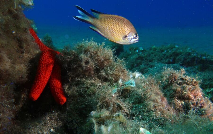 Puerto Del Carmen: Try Scuba Diving with 2 Dives and Photos - Price and logistics: is $153 good value?