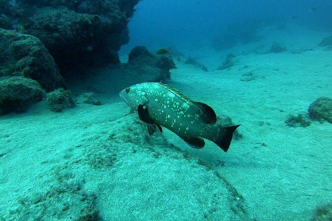 Scuba Diving in Lanzarote (for certified divers only) - Getting geared: what’s included, what’s on you, and how it helps