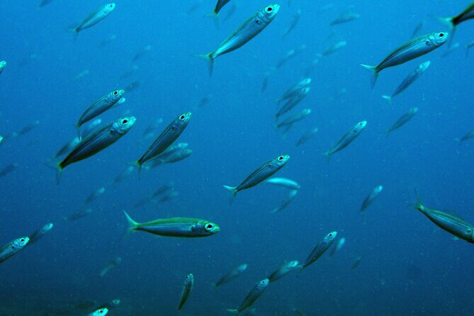 Scuba Diving in Lanzarote (for certified divers only) - What you’ll actually see: reefs, volcanic formations, and marine life variety