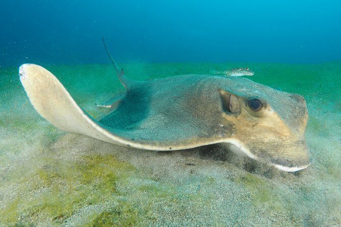 Single Dive for qualified divers from shore, region Puerto del Carmen. - Key things to know before you book