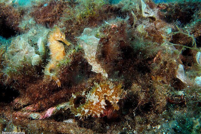 Single Dive for qualified divers from shore, region Puerto del Carmen. - Wreck areas: why structure is so good for your eyes