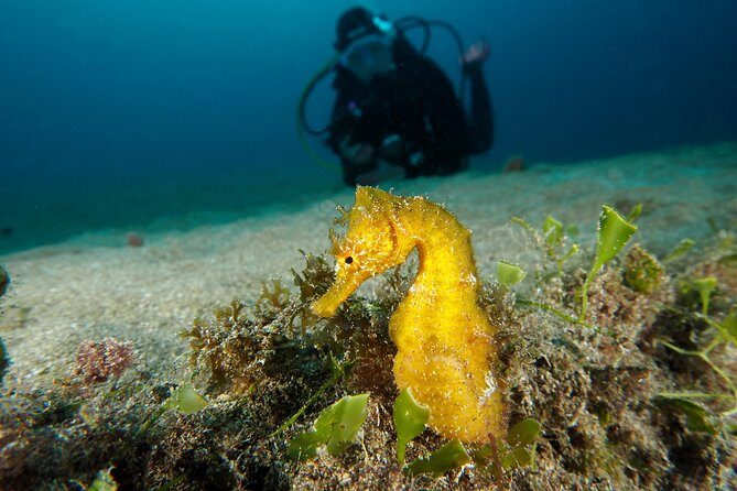 Single Dive for qualified divers from shore, region Puerto del Carmen. - How the small group cap changes your whole experience