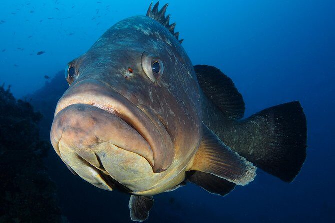 Single Dive for qualified divers from shore, region Puerto del Carmen. - Black Beach and Playa Chica: different texture, same careful guidance