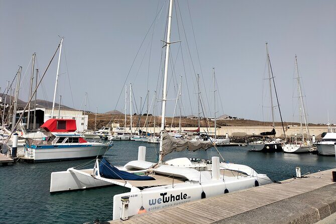 Small Group Dolphin Sunset Tour on Electric Catamaran Lanzarote - Meeting point and what to do when you arrive