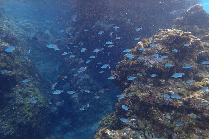 Snorkel in Lanzarote with Guide - Price and value at about $66.37: what you’re really paying for