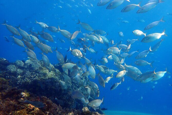 Snorkeling in Costa Teguise: 2-Hour Guided Tour in Lanzarote - Costa Teguise’s easy-water snorkeling for first-timers