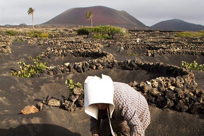 South Route Natural pools, Las Salinas and La Geria - La Geria: wine country shaped by ash pits and volcanic stubbornness